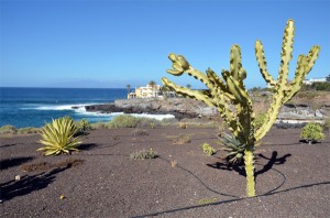 Kaktus auf Teneriffa