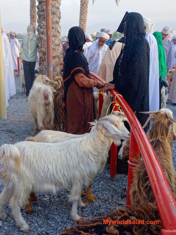 Oman, auch Frauen sind geschickte Viehhändlerinnen, MWS-1
