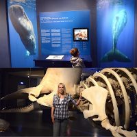 Wale in Wilhelmshaven UNESCO Welterbe